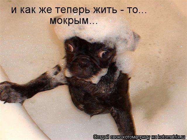 Котоматрица: и как же теперь жить - то... мокрым...