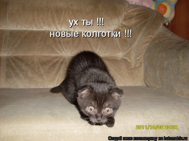 ух ты !!! новые колготки !!!... Котоматрица: ух ты !!! новые колготки !!!