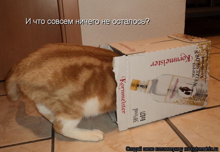 Котоматрица: И что совсем ничего не осталось?