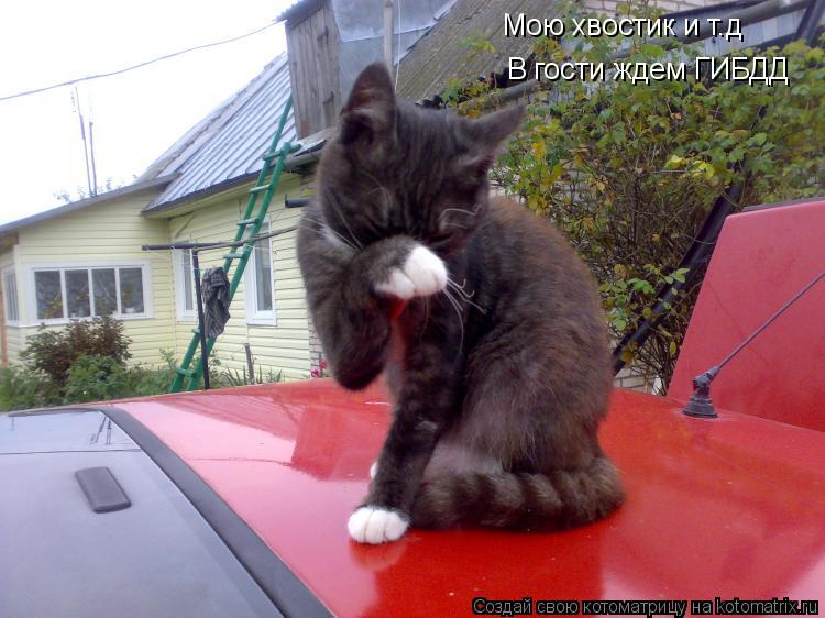 Котоматрица: Мою хвостик и т.д В гости ждем ГИБДД