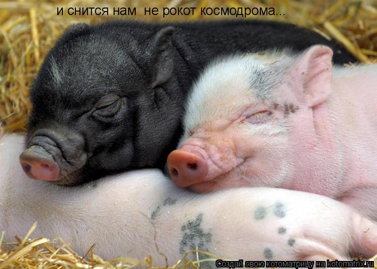 Котоматрица: и снится нам  не рокот космодрома...