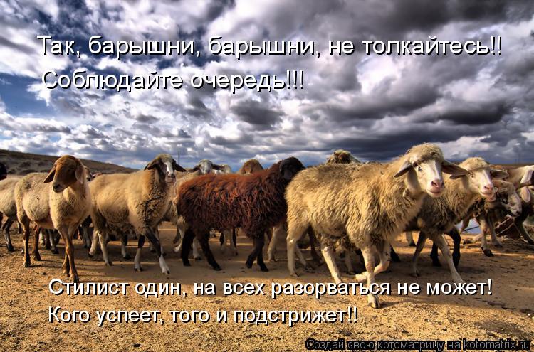 Котоматрица: Так, барышни, барышни, не толкайтесь!! Соблюдайте очередь!!!  Стилист один, на всех разорваться не может!  Кого успеет, того и подстрижет!!