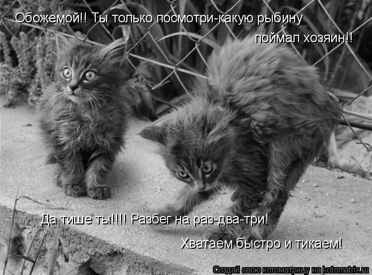 Котоматрица: Обожемой!! Ты только посмотри-какую рыбину  поймал хозяин!! Да тише ты!!!! Разбег на раз-два-три!  Хватаем быстро и тикаем!