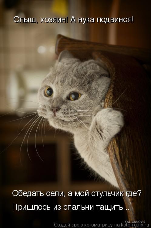 Котоматрица: Слыш, хозяин! А нука подвинся! Обедать сели, а мой стульчик где?  Пришлось из спальни тащить...