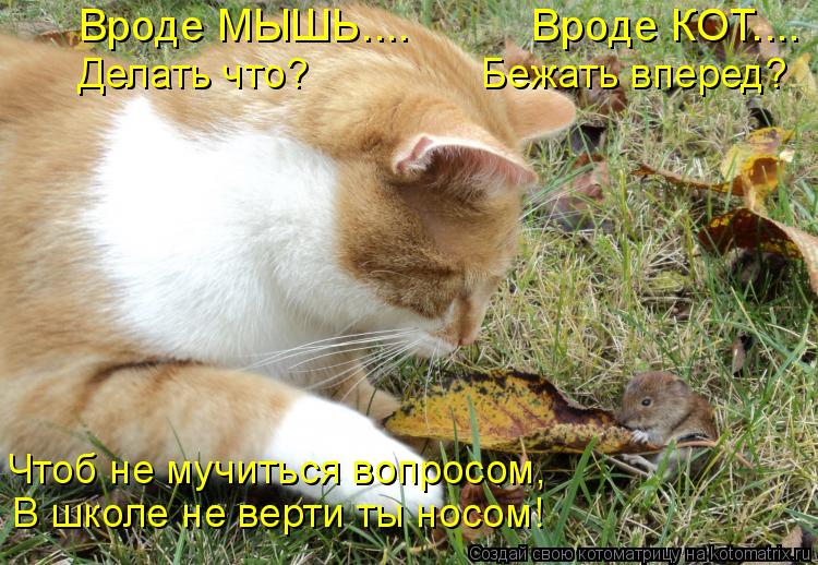 Котоматрица: Вроде МЫШЬ....          Вроде КОТ....  Делать что?               Бежать вперед? Чтоб не мучиться вопросом, В школе не верти ты носом!