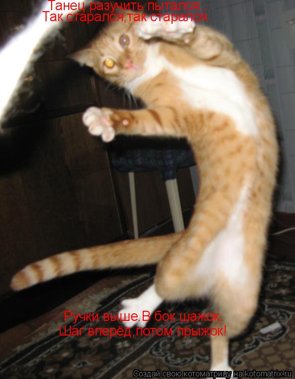 Котоматрица: Танец разучить пытался... Так старался,так старался. Ручки выше.В бок шажок. Шаг вперёд,потом прыжок!