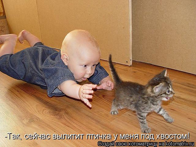 Котоматрица: -Так, сейчас вылитит птичка у меня под хвостом!