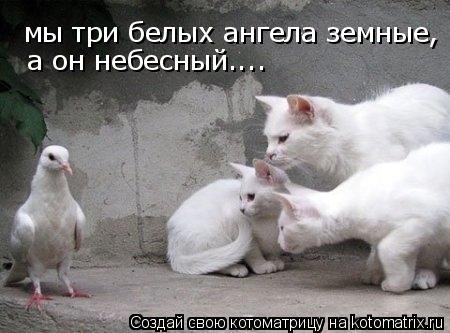 Котоматрица: мы три белых ангела земные, а он небесный....