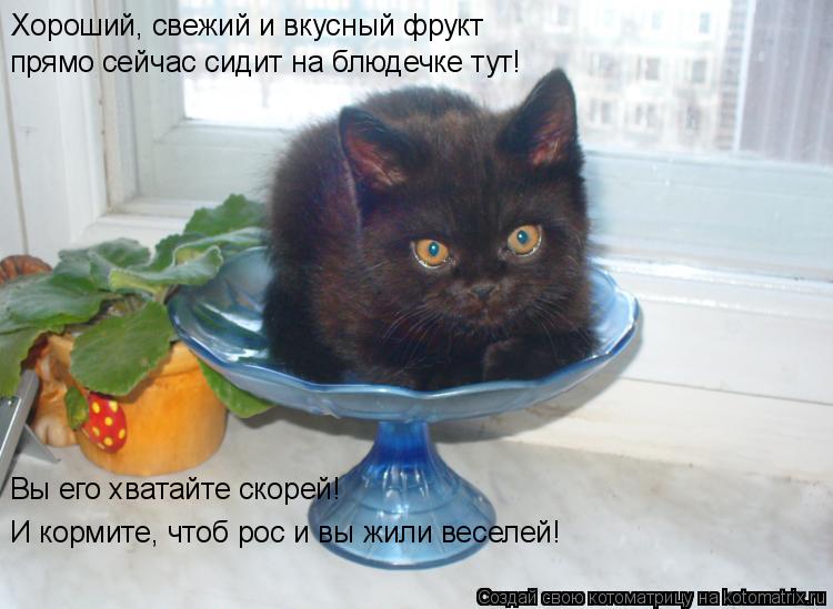 Котоматрица: Хороший, свежий и вкусный фрукт прямо сейчас сидит на блюдечке тут! Вы его хватайте скорей! И кормите, чтоб рос и вы жили веселей!