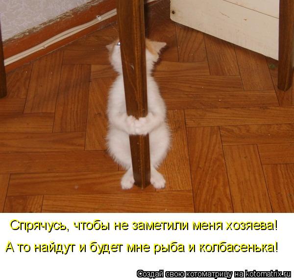 Котоматрица: Спрячусь, чтобы не заметили меня хозяева! А то найдут и будет мне рыба и колбасенька!