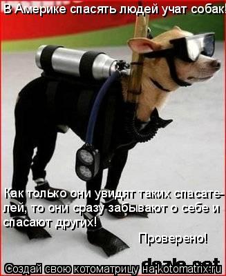 Котоматрица: В Америке спасять людей учат собак! Как только они увидят таких спасате- лей, то они сразу забывают о себе и  спасают других! Проверено!