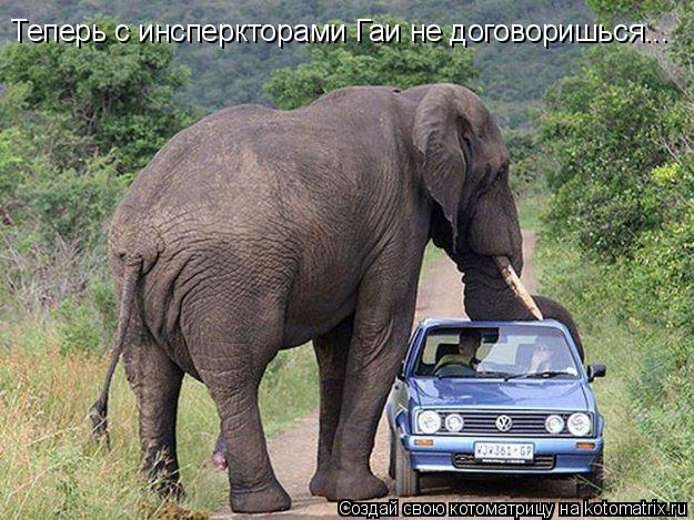 Котоматрица: Теперь с инсперкторами Гаи не договоришься...