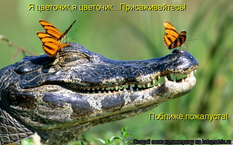 Котоматрица: Я цветочик,я цветочик...Присаживайтесь!  Поближе,пожалуста!