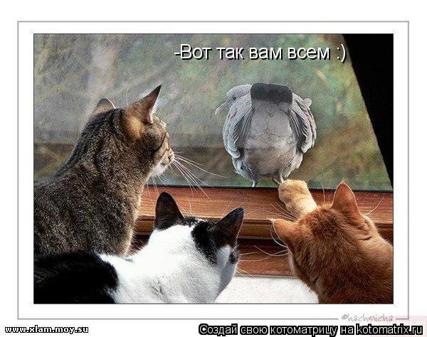 Котоматрица: -Вот так вам всем :)