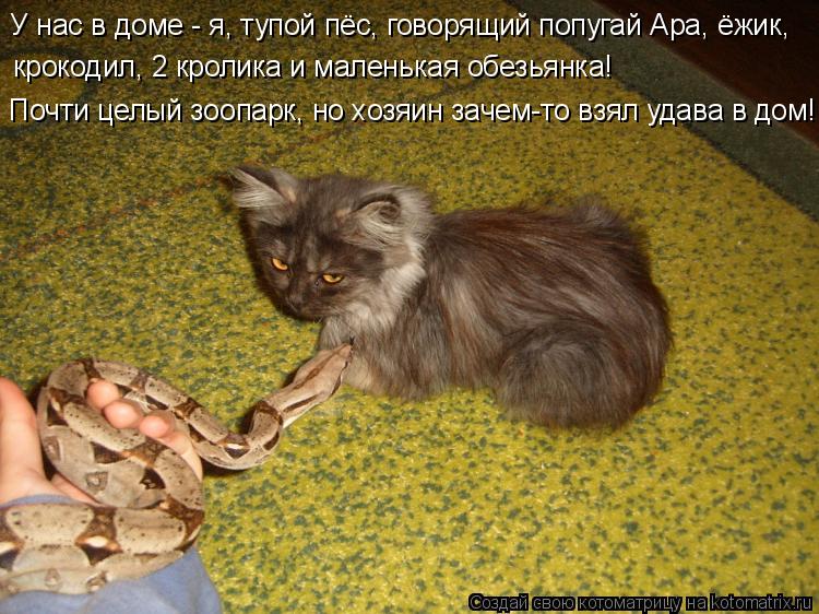 Котоматрица: У нас в доме - я, тупой пёс, говорящий попугай Ара, ёжик, крокодил, 2 кролика и маленькая обезьянка! Почти целый зоопарк, но хозяин зачем-то взя