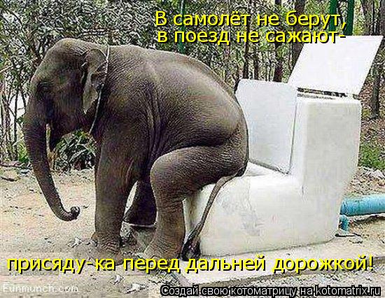 Котоматрица: В самолёт не берут, в поезд не сажают- присяду-ка перед дальней дорожкой!
