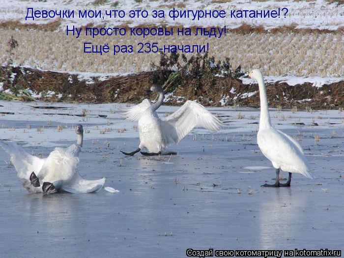 Котоматрица: Девочки мои,что это за фигурное катание!? Ну просто коровы на льду! Ещё раз 235-начали!