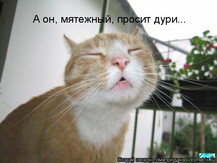 Котоматрица: А он, мятежный, просит дури...
