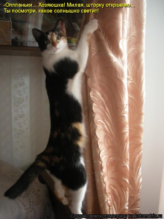 Котоматрица: -Опппаньки... Хозяюшка! Милая, шторку открываю... Ты посмотри, какое солнышко светит!