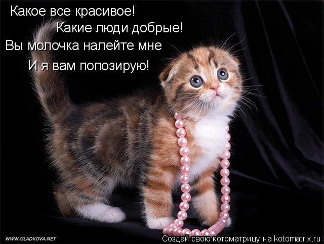 Котоматрица: Какое все красивое! Какие люди добрые! Вы молочка налейте мне  И я вам попозирую!
