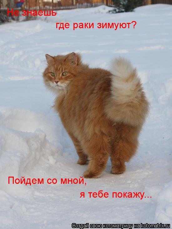 Котоматрица: Пойдем со мной, я тебе покажу... Не знаешь где раки зимуют?