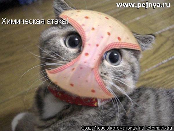 Котоматрица: Химическая атака!