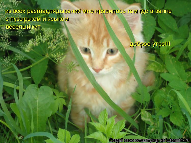 Котоматрица: из всех разгладлядываний мне нравилось там где в ванне с пузырьком и языком доброе утро!!! веселый кит