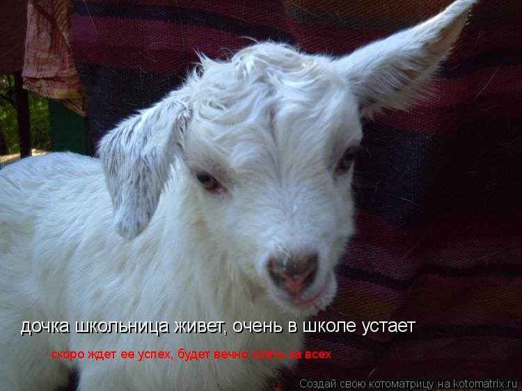 Котоматрица: дочка школьница живет, очень в школе устает скоро ждет ее успех, будет вечно спать за всех