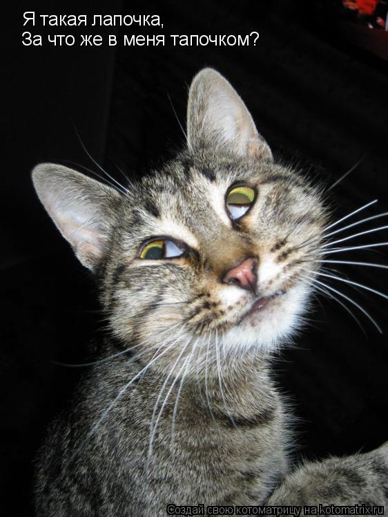 Котоматрица: Я такая лапочка, За что же в меня тапочком?