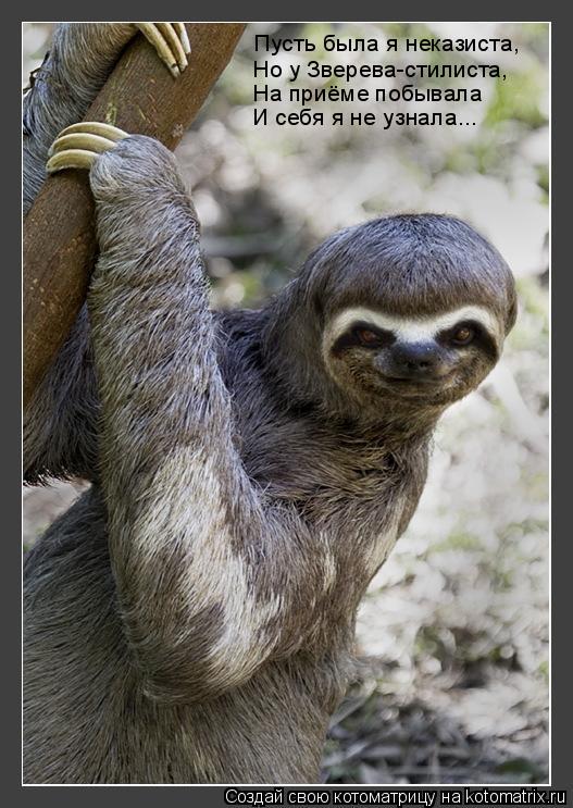 Котоматрица: Пусть была я неказиста, Но у Зверева-стилиста, На приёме побывала И себя я не узнала...