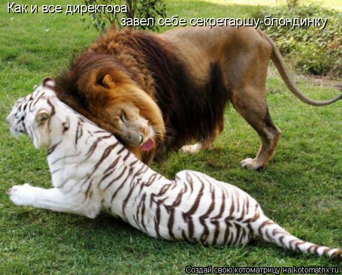 Котоматрица: Как и все директора завел себе секретаршу-блондинку
