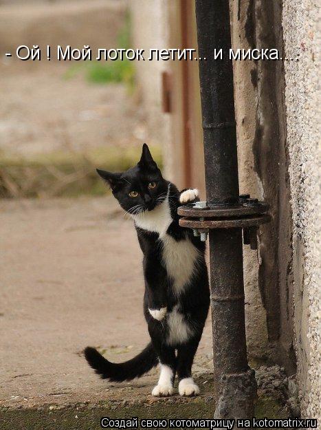 Котоматрица: - Ой ! Мой лоток летит... и миска....