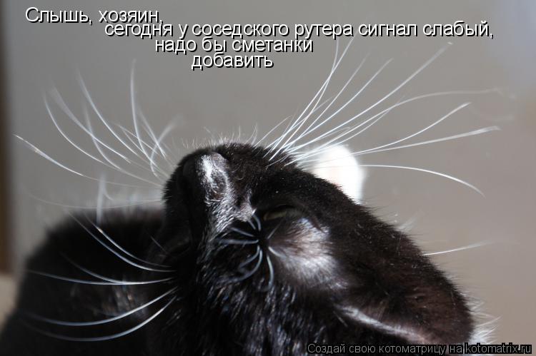 Котоматрица: Слышь, хозяин,  сегодня у соседского рутера сигнал слабый, надо бы сметанки добавить