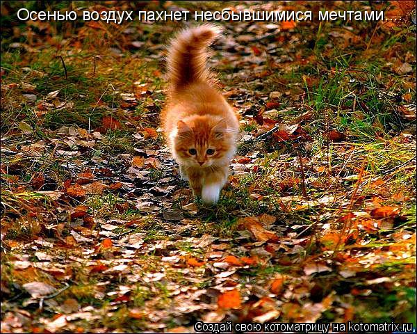 Котоматрица: Осенью воздух пахнет несбывшимися мечтами....