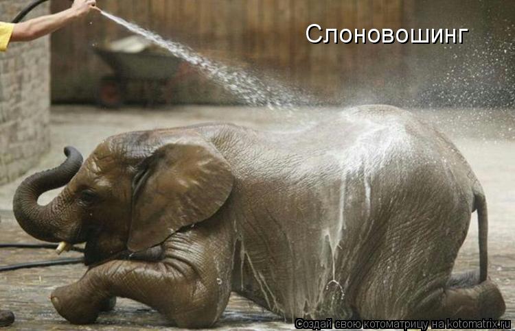 Котоматрица: Слоновошинг