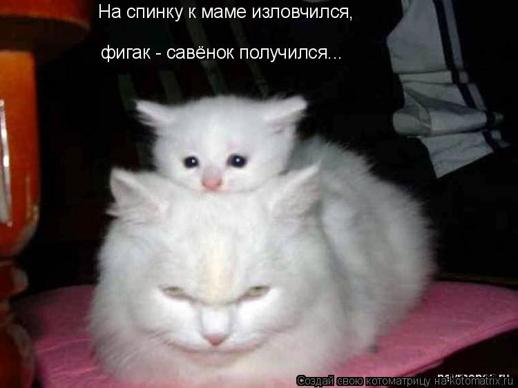 Котоматрица: На спинку к маме изловчился, фигак - савёнок получился...