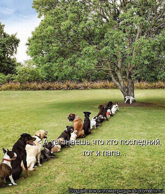 Котоматрица: < А ты знаешь,что кто последний, тот и папа...