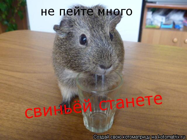 Котоматрица: не пейте много свиньёй станете