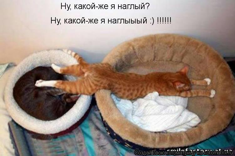 Котоматрица: Ну, какой-же я наглый? Ну, какой-же я наглыыый :) !!!!!!