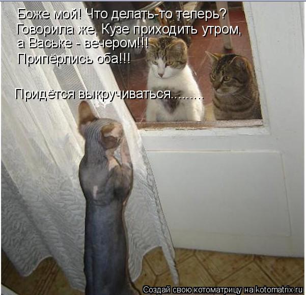 Котоматрица: Боже мой! Что делать-то теперь? Говорила же, Кузе приходить утром, а Ваське - вечером!!! Припёрлись оба!!! Придётся выкручиваться.........