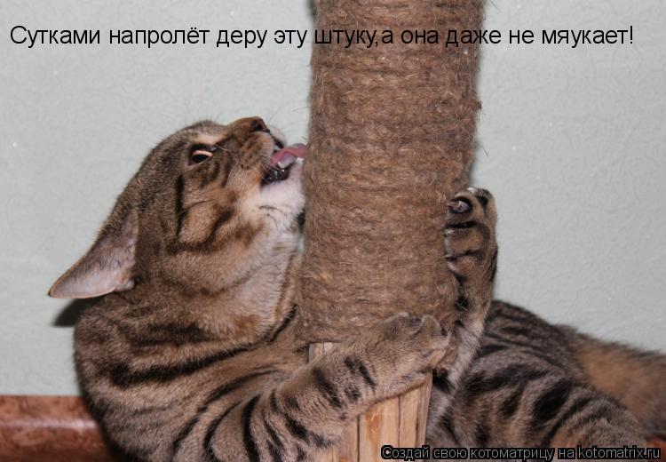 Котоматрица: Cутками напролёт деру эту штуку,а она даже не мяукает!