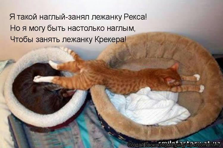 Котоматрица: Я такой наглый-занял лежанку Рекса! Но я могу быть настолько наглым, Чтобы занять лежанку Крекера!