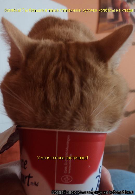 Котоматрица: Хозяйка! Ты больше в такие стаканчики кусочки колбасы не клади!!! У меня голова застрявает!