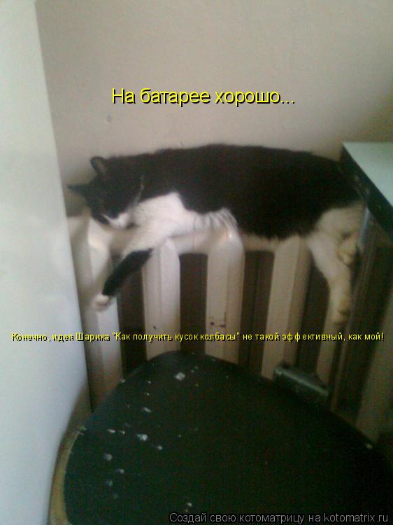Котоматрица: На батарее хорошо...  Конечно, идея Шарика "Как получить кусок колбасы" не такой эффективный, как мой!