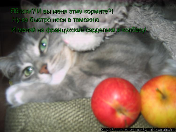 Котоматрица: Яблоки?!И вы меня этим кормите?! Ну-ка быстро неси в таможню И меняй на францухские сардельки и колбасу!