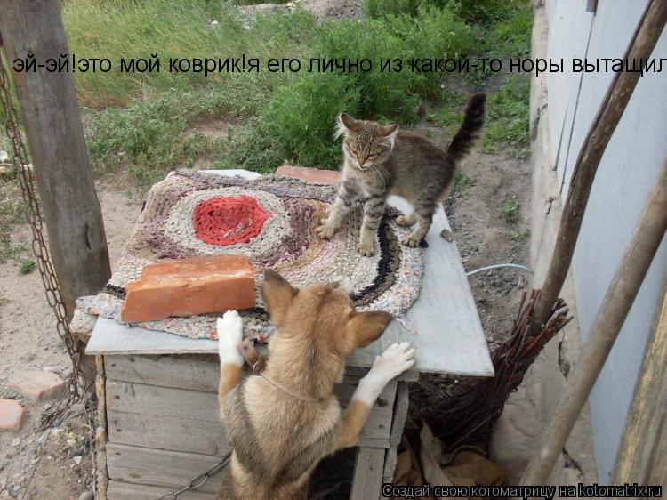 Котоматрица: эй-эй!это мой коврик!я его лично из какой-то норы вытащил!