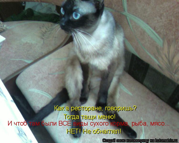 Котоматрица: Как в ресторане, говоришь? Тогда тащи меню! И чтоб там были ВСЕ виды сухого корма, рыба, мясо... НЕТ! Не обнаглел!