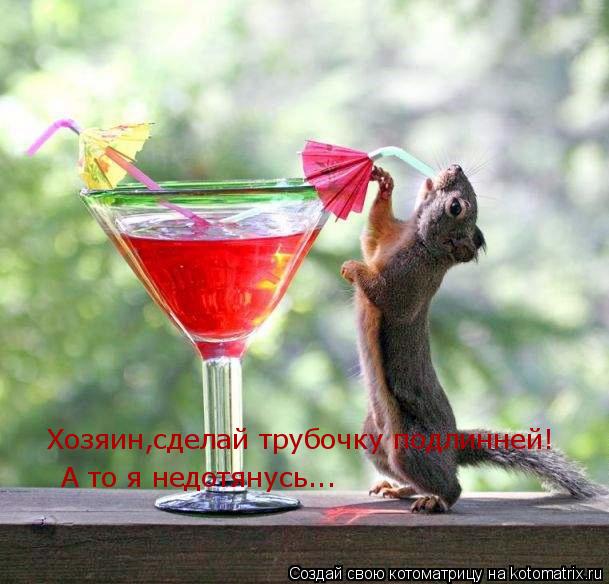 Котоматрица: Хозяин,сделай трубочку подлинней! А то я недотянусь...