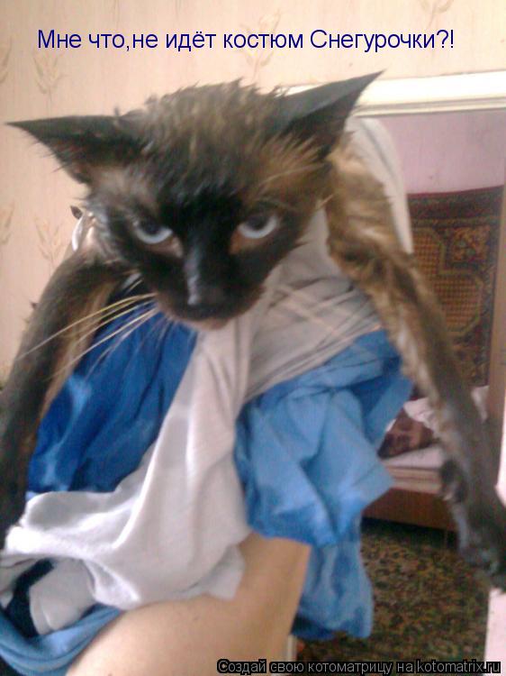 Котоматрица: Мне что,не идёт костюм Снегурочки?!