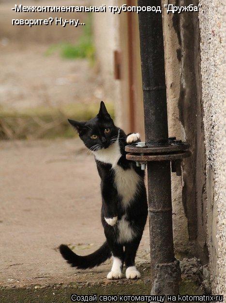 Котоматрица: -Межконтинентальный трубопровод "Дружба",  говорите? Ну-ну...